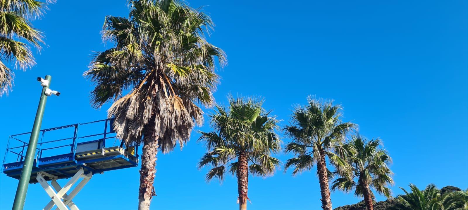 palms fb